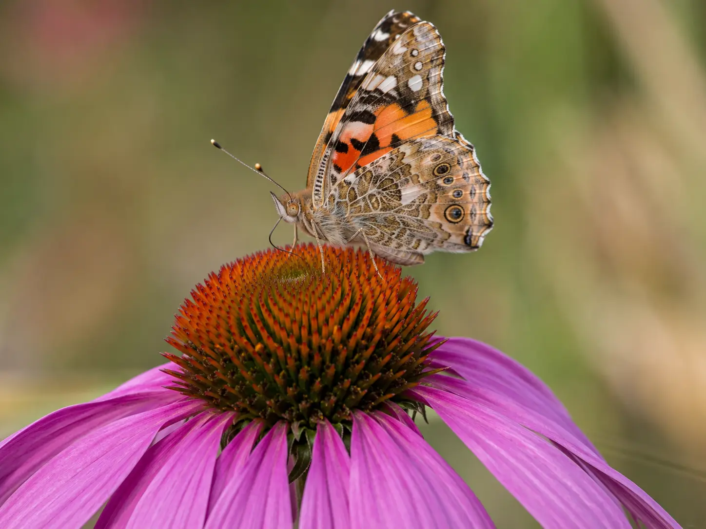 Butterfly resting on a flowering native plant