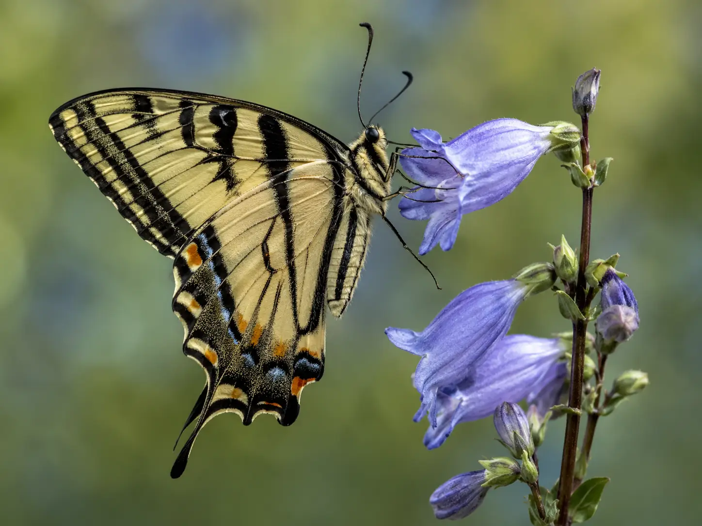 Butterfly on native Colorado wildflowers