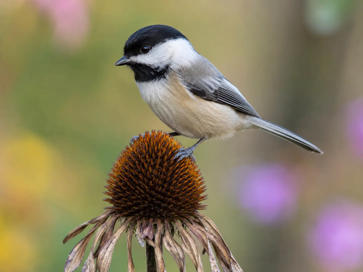 Colorado native bird among garden plants