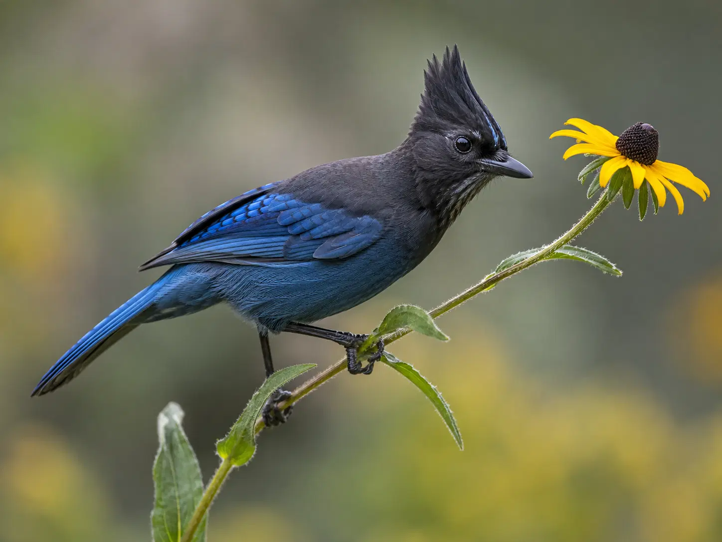 Native Colorado bird visiting an eco garden