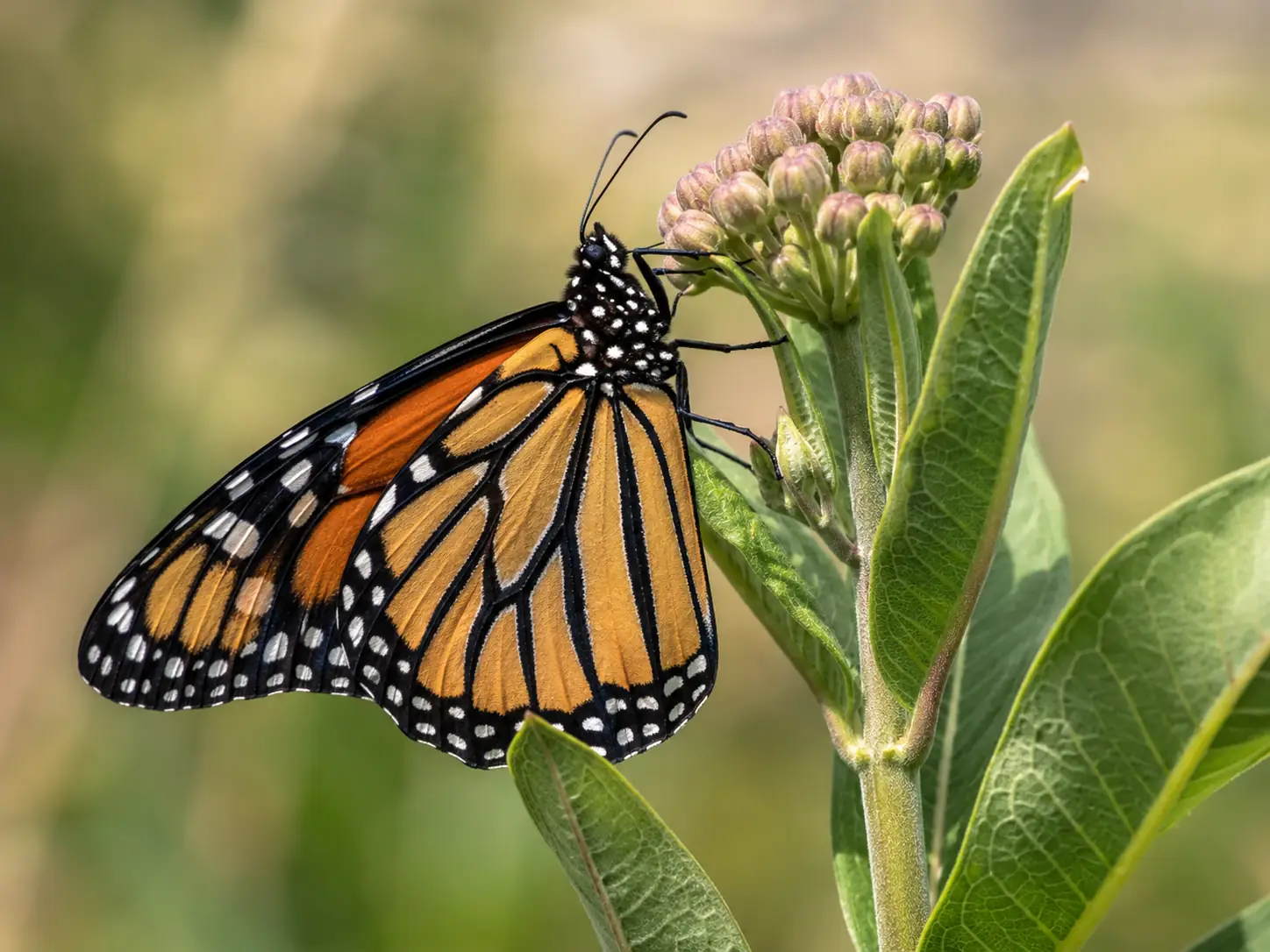 Pollinator butterfly in a Colorado yard