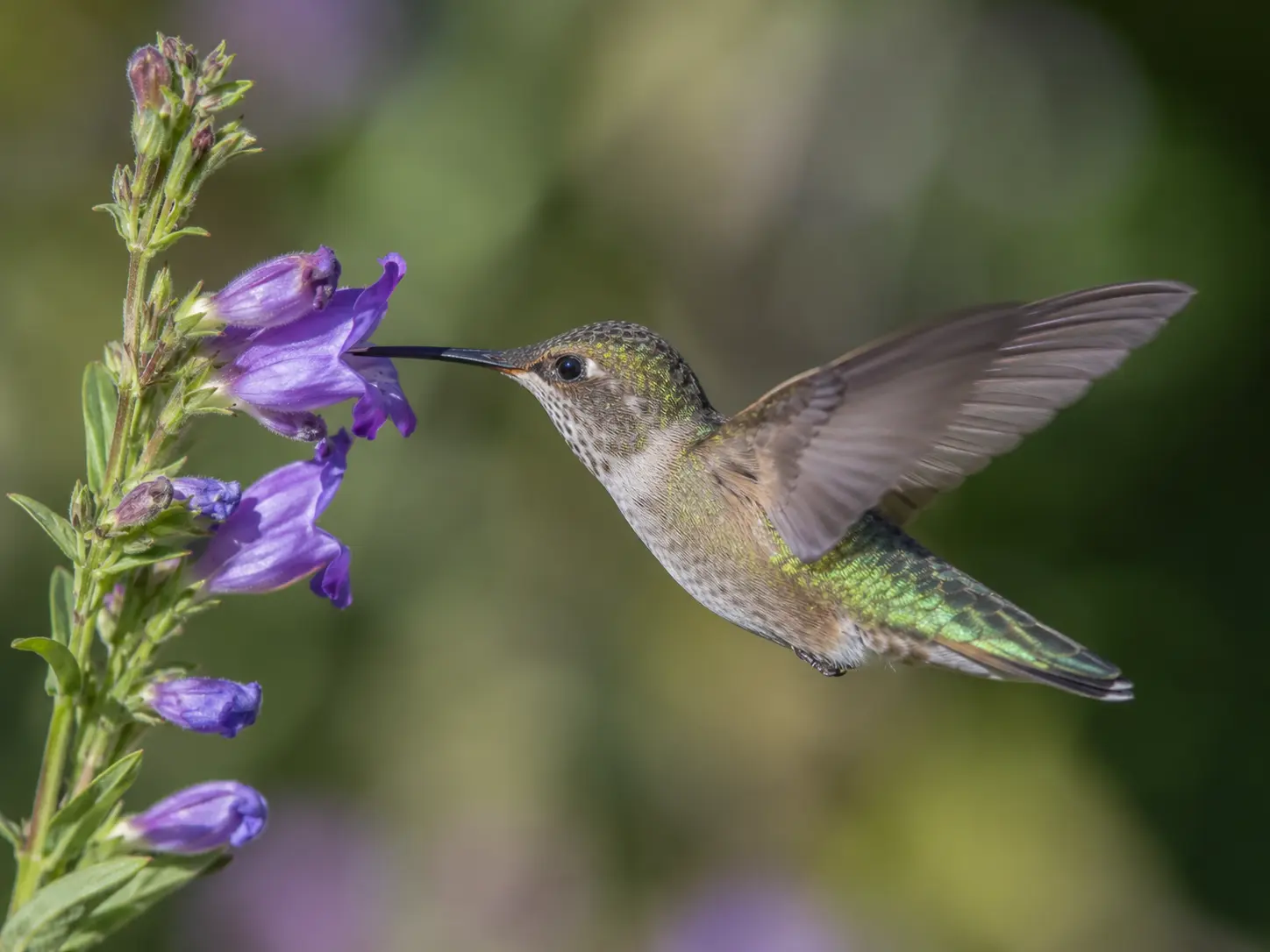 Songbird in a low-water native garden